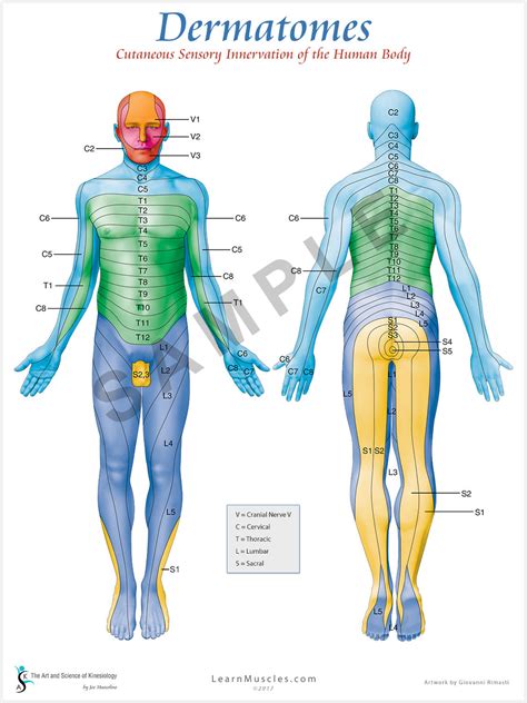 Dermatomes Myotomes And Dtr Poster X Chiropractic Etsy In Spinal Nerve Human