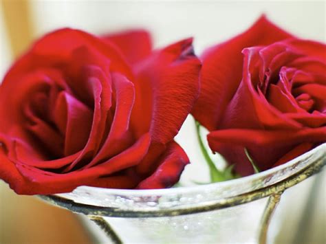 Free Download Flowers For Flower Lovers Beautiful Rose Flowers