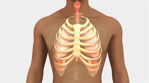 Lungs And Rib Cage Posterior View Stock Illustration Illustration Of