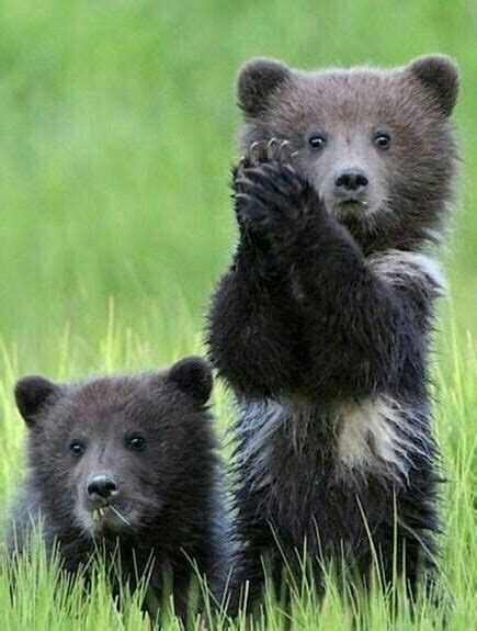 Bear Cubs Cute Baby Animals Cute Animals Baby Animals