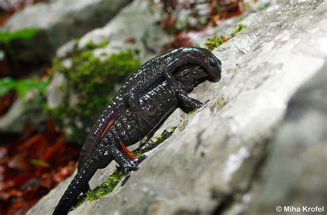 Mating Alpine Salamanders Flickr Photo Sharing