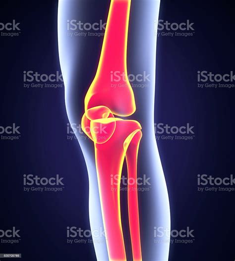 Human Knee Anatomy Stock Photo Download Image Now Anatomy