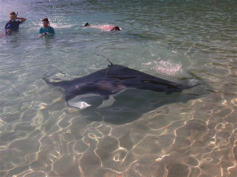 Virgin Islands Sharks And Rays Virgin Islands National Park Us
