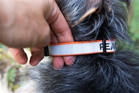 The Best Dog Collar Reviews By Wirecutter A New York Times Company