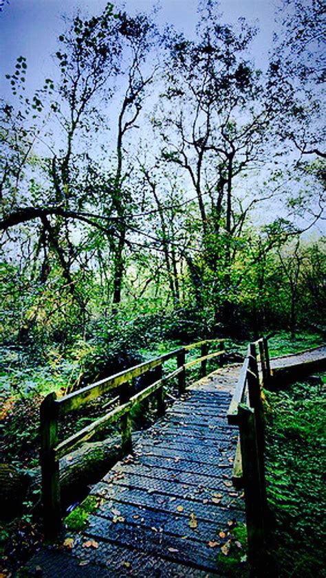 Walkway Source Beautiful Forest Forest Path Nature