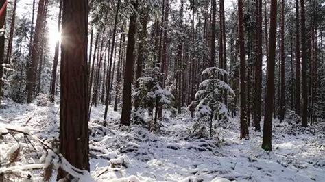 Winter In The Forest Relaxing Sounds And Images Of The
