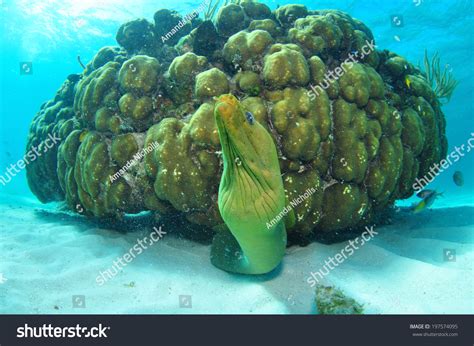 Green Moray Eel Front View Grand Cayman Cayman Islands Stock Photo