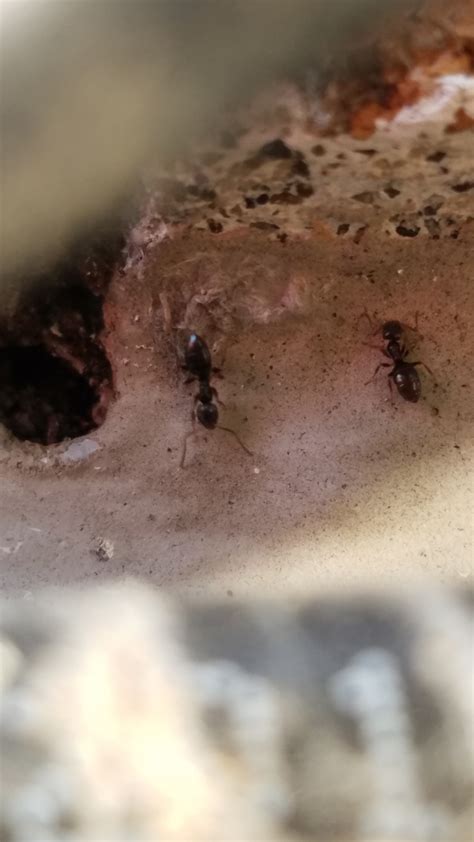 Also, there are situations where doing it yourself can be just as effective, at a fraction of the cost. The Price or cost of exterminating ants - Seattle Home pest control waSeattle Home pest control wa