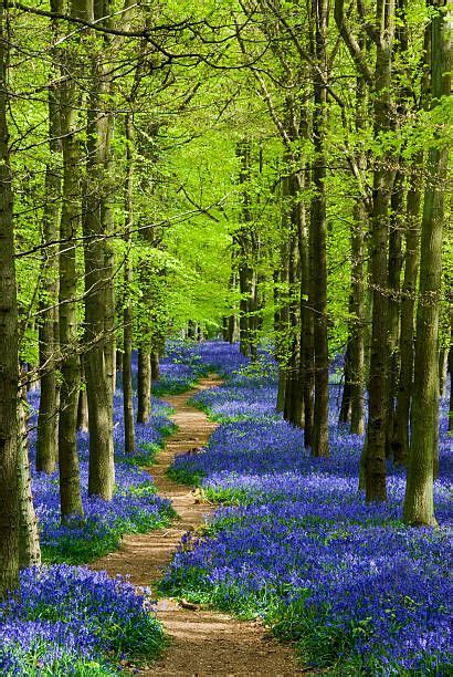 Path Through A Forest Of Bluebells In Hertfordshire England Spring