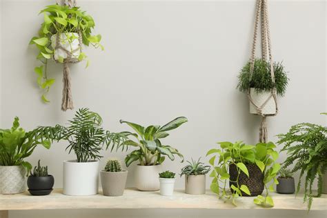 The 5 Easiest Houseplants To Care For Clarks Garden Floral Boutique