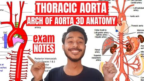 Descending Thoracic Aorta Anatomy Arch Of Aorta Anatomy Ascending