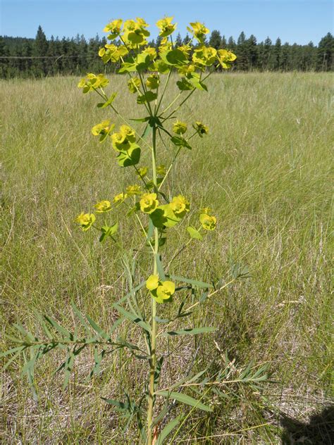 Strategic Invasive Plant Control Of Leafy Spurge Sipcols Kcp Online