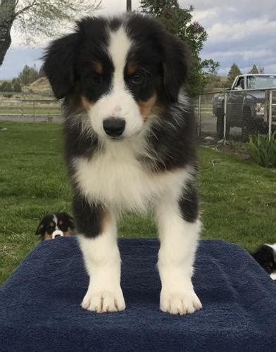 Australian Shepherd Puppy For Sale Adoption Rescue For Sale In