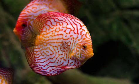 14 Exotic Freshwater Fish For Your Aquarium