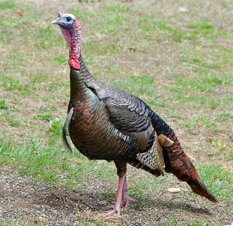 Wild Tom Turkey Photograph By Amy Porter