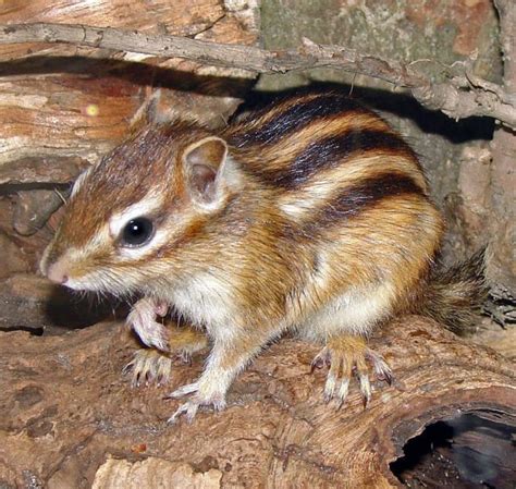 Siberian Chipmunk Learn About Nature