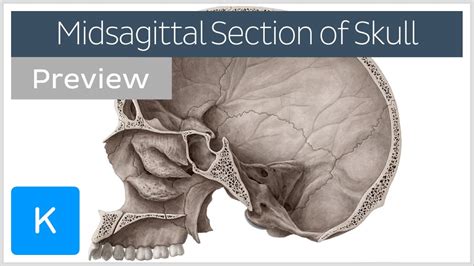 Midsagittal Section Of The Skull Preview Human Anatomy Kenhub