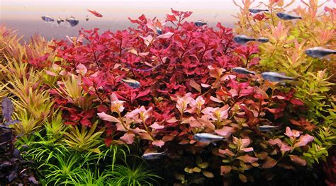 How To Grow Ludwigia Sp Red Ludwigia Super Red The 2hr Aquarist