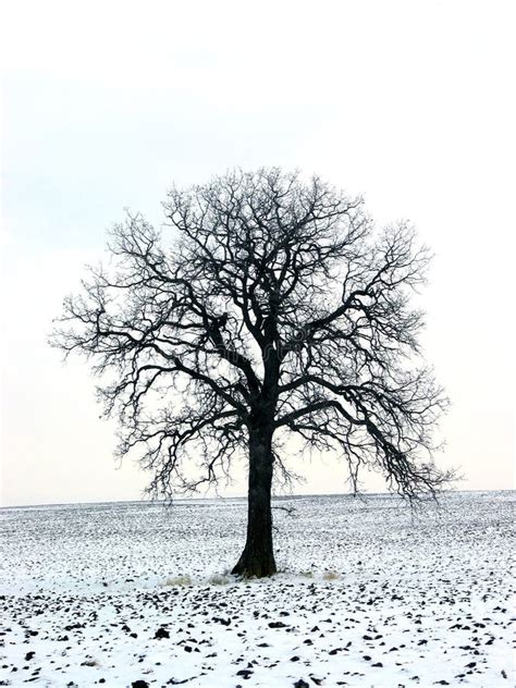 Winter Tree In Fog Stock Photo Image Of Solitary Misty 31256240
