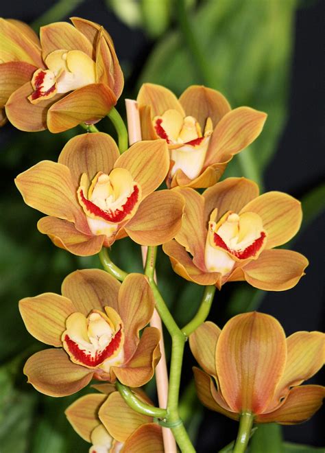 Orange Cymbidium Orchids 3 Orange Cymbidium Orchid Flowers Flickr