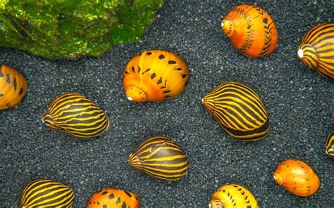 The Complete Nerite Snail Algae Control Guide Diapteron Shop