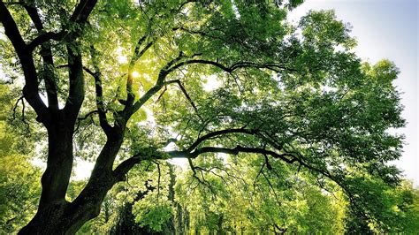 Wallpaper Summer Trees Green Twigs Sun Rays 1920x1200 Hd Picture Image