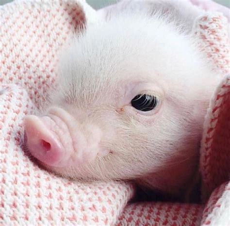 💗💗💗💗💗💗 Cute Baby Pigs Cute Piglets Baby Pigs