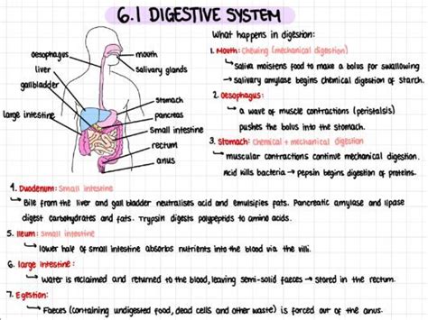Topic 6 Ib Hl Biology Revision Notes Teaching Resources