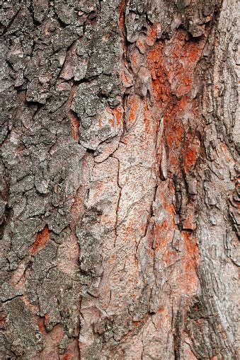 Tree Bark Over Crust Of The Forest Tree Stock Photo Download Image