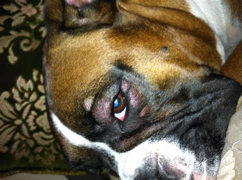 Bumps Around The Eyes Hives Boxer Forum Boxer Breed Dog Forums
