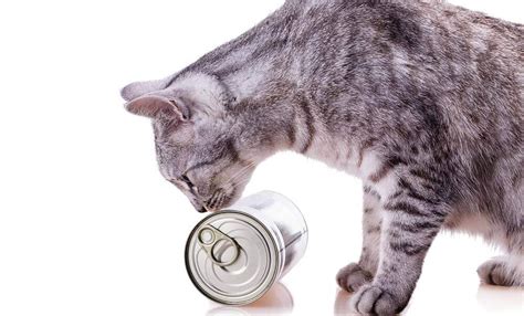 Read veterinarian advice from dr. 11 Best Canned Cat Foods for Weight Gain in 2021 - Top ...