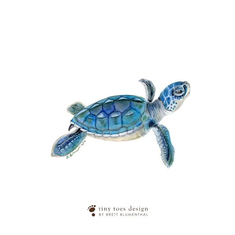 Sea Turtle Watercolor Baby Sea Turtle Art Print Nursery Etsy