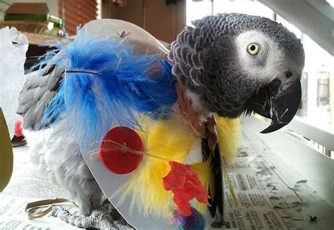 Self Plucking Parrot On The Mend In Foster Home Sfgate