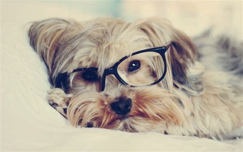Dog Goggles Wallpapers Wallpaper Cave