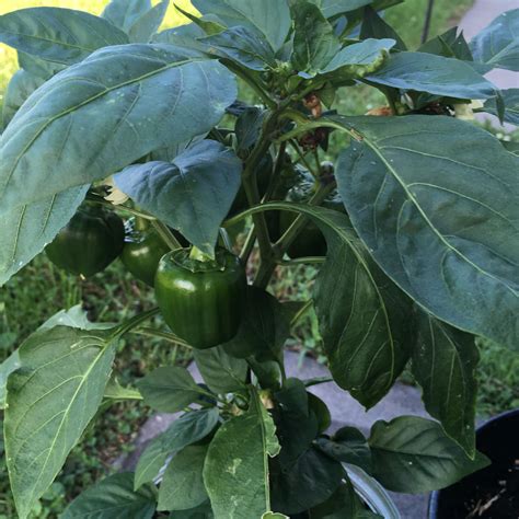 How To Preserve Green Peppers From The Garden How To Grow Jalapenos