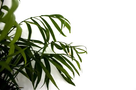Green Plant On White Background Aesthetic Nature Instagram Picture Feed