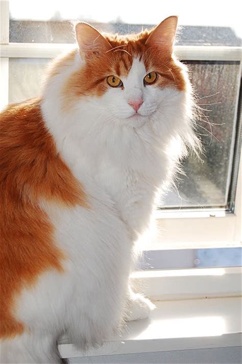 Norwegian Forest Cat Healthy Paws