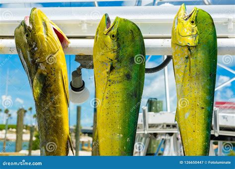 Fresh Dolphin Fish Stock Image Image Of Florida Close 126650447