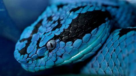 Lista 15 Cobras Mais Venenosas Do Mundo Minilua