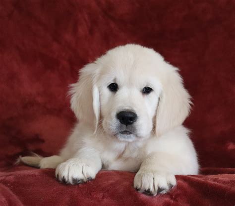 Akc Registered English Cream Golden Retriever For Sale Fredericksburg