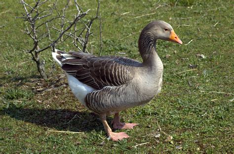 List Of Goose Breeds Wikiwand
