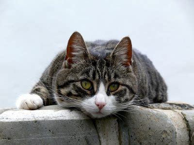 Bahaya bulu kucing pada manusia ternyata tidak bisa diabaikan. punca Makanan Bulu Kucing Gugur