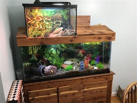 How To Set Up An Aquarium For A Turtle Aquarium Views