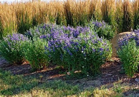 The Best Landscaping Shrubs And Bushes For Your Gardens