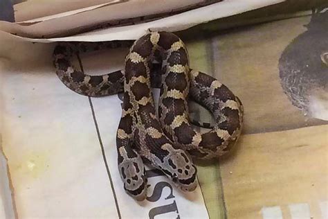 Two Headed Snake Discovered In Texas Backyard Quiet Corner