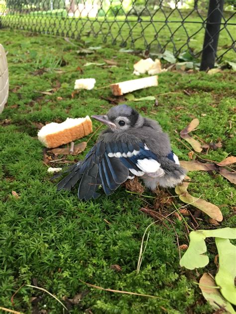 Baby Blue Jay Fell Out Of Its Nest Dont Worry Mom And Dad Came To