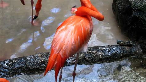 American Flamingo Youtube
