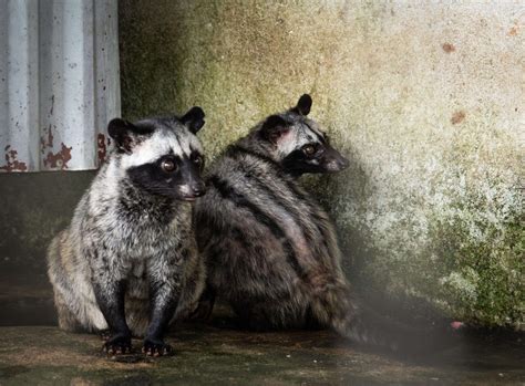 The True Cost of Producing the World's Most Expensive Coffee