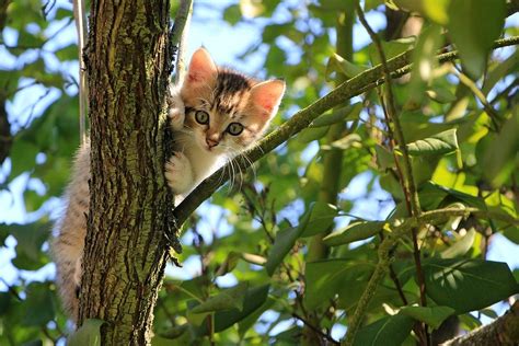 Cat Kitten Tree · Free Photo On Pixabay