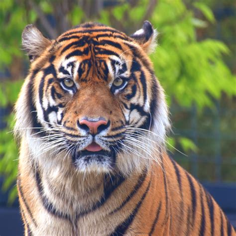 Sumatran Tiger Akron Zoo